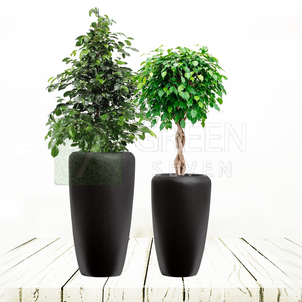 Комплект дуэт Фикусов Бенджамина в кашпо TREEZ Effectory - Black Stone 